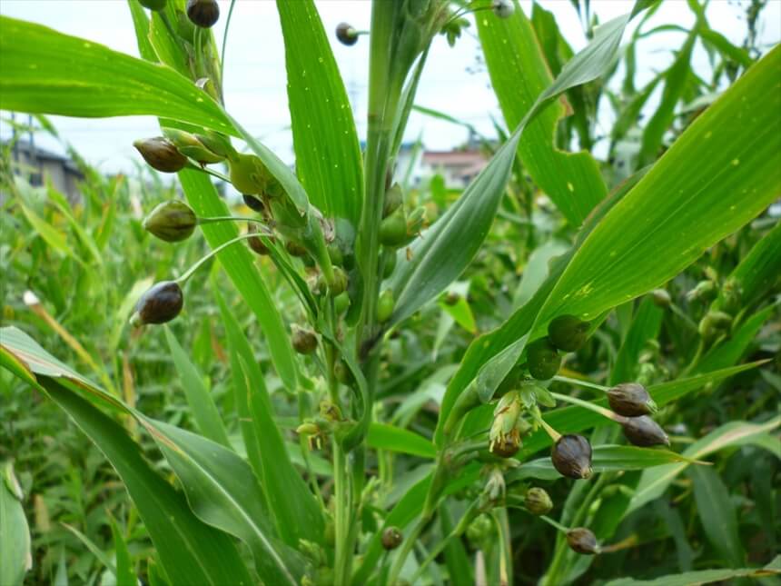 ハトムギの葉と茎の利用法