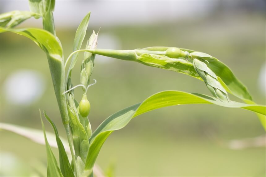 ハトムギの花: 美しいだけでなく有用な利用法も